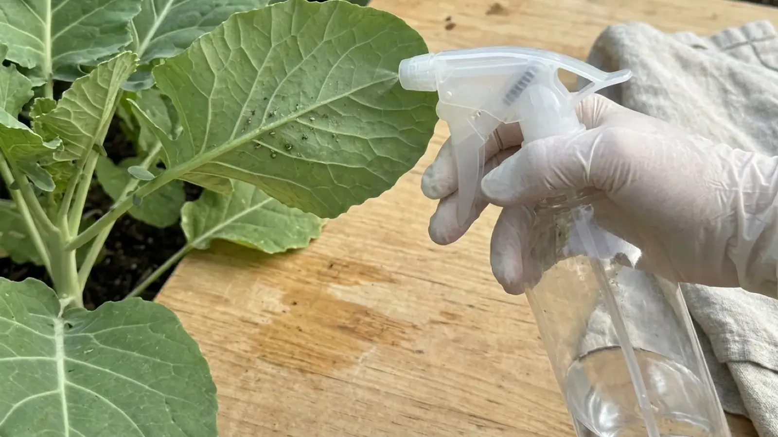 A gloved hand sprays liquid from a bottle onto pests on the underside of a plant leaf.